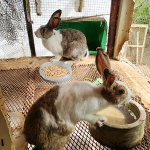 Madre y Maestra. François NDali. Senegal. Hermandad Misionera de Nuestra Señora del Sagrado Corazón. MSC