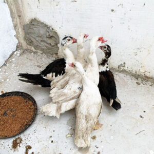 Madre y Maestra. François NDali. Senegal. Hermandad Misionera de Nuestra Señora del Sagrado Corazón. MSC